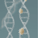 Longevity and Metabolic Health Programs